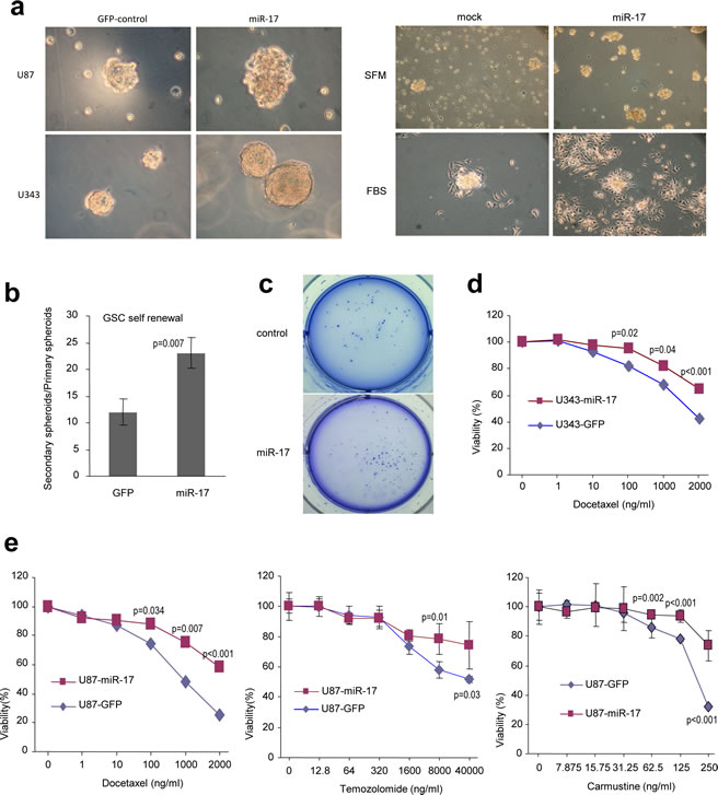 MiR-17 promotes the generation of tumor stem-like cells.