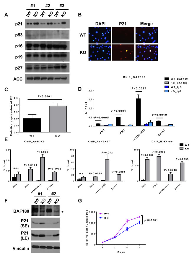 BAF180 negatively regulates p21 expression in MEFs and HSCs.