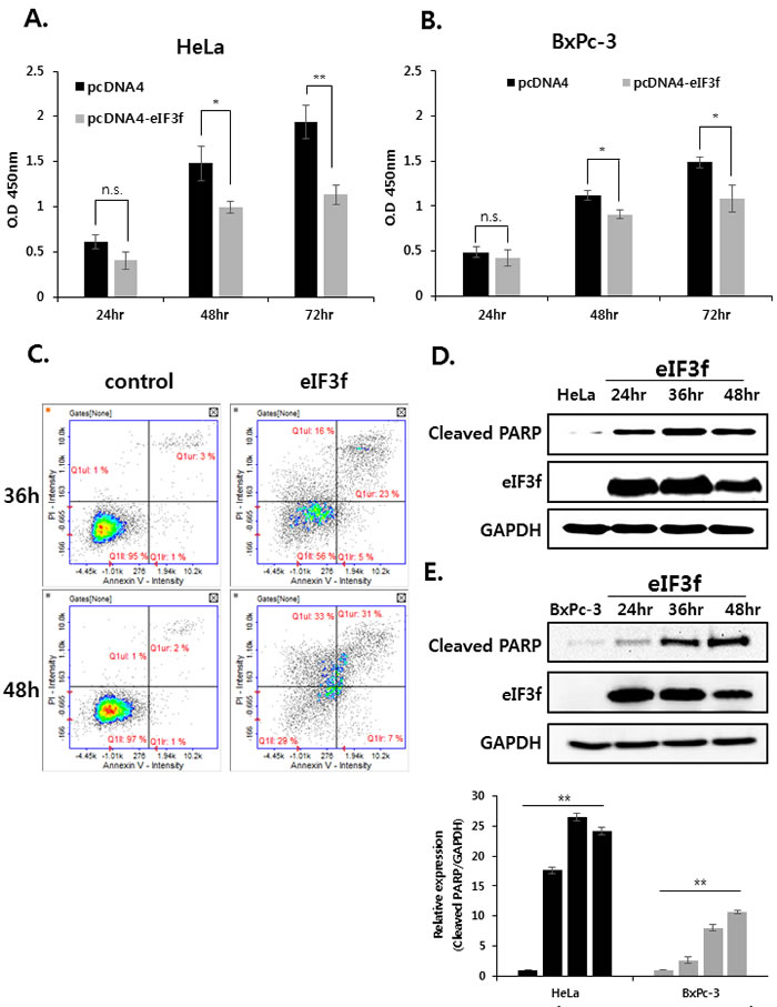 Overexpressed eIF3f inhibits cancer cell proliferation and induces apoptosis.