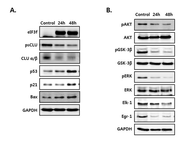 eIF3f overexpression activated p53 and inhibited Akt and ERK signaling.