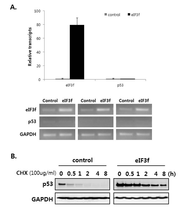 eIF3f stabilizes p53 protein.