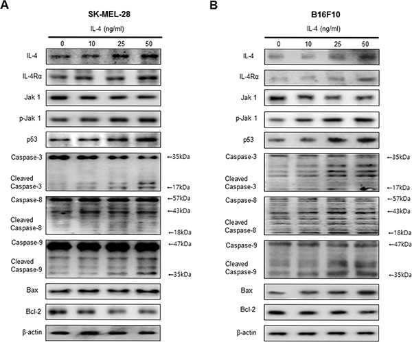 Effect of IL-4 on expression of apoptotic cell death regulation proteins.