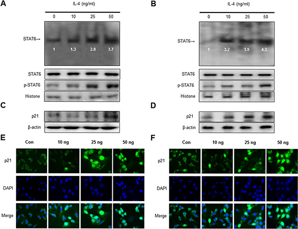 Effect of IL-4 on STAT6 activation and expression of p21.