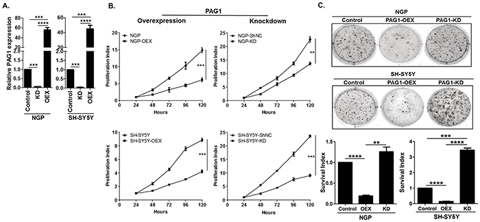 PAG1 is a tumor suppressor in neuroblastoma in vitro.
