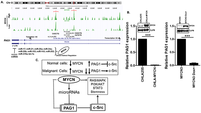 Transcriptional regulation of PAG1 in neuroblastoma.