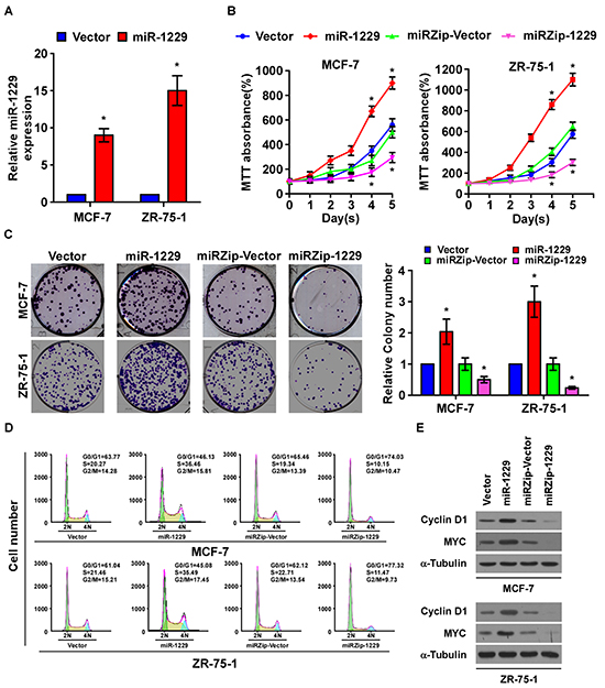 MiR-1229 upregulation promotes breast cancer cell proliferation in vitro.