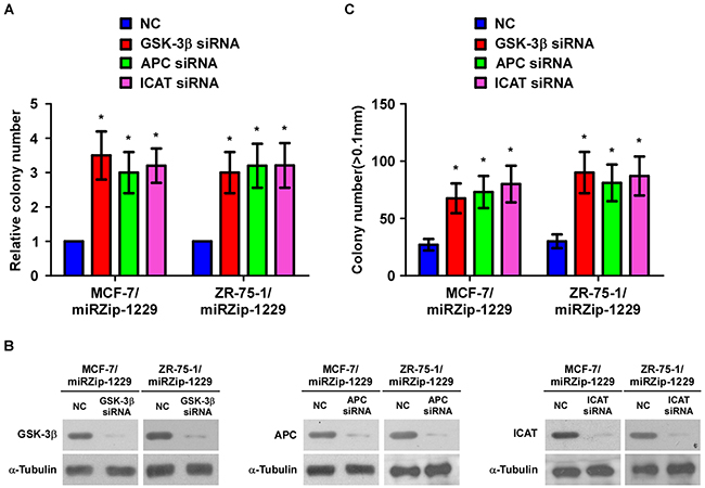 Suppression of GSK-3&#x03B2;, APC, and ICAT is functionally important for the biological effects of miR-1229 in breast cancer cells.