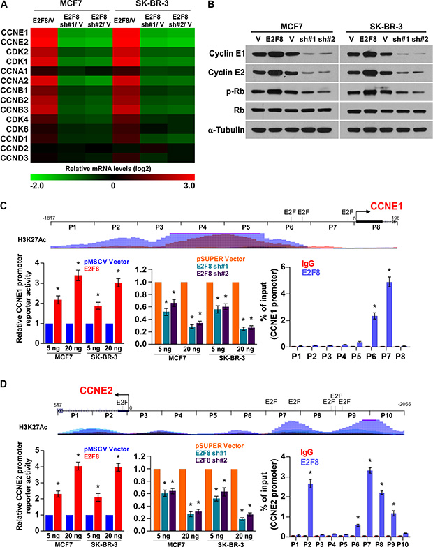 E2F8 directly upregulates the promoter activities of cyclin E1 and cyclin E2.