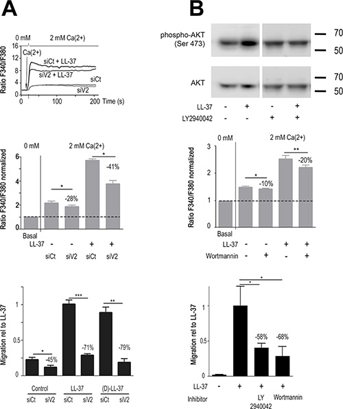 LL-37 increases PI3K/AKT signaling and Ca2+-influx through TRPV2, promoting MDA-MB-435s cell migration.
