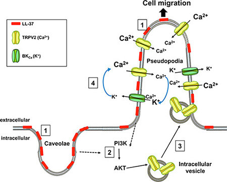 Mechanism proposed for the stimulatory activity of LL-37 on cell migration.