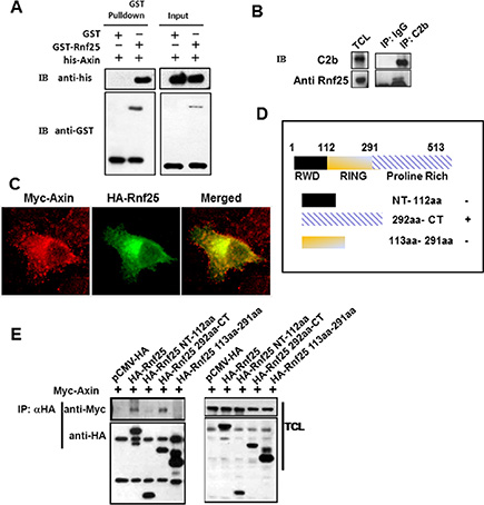 Rnf25 interacts with Axin.