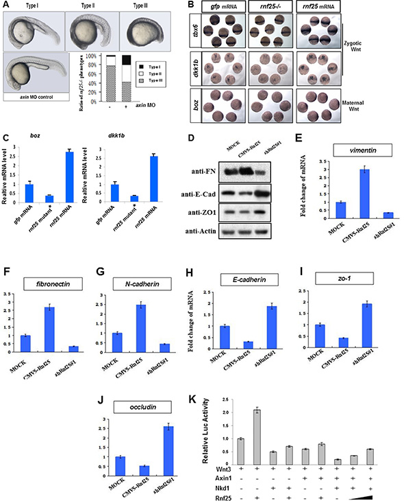 Rnf25 regulates zebrafish embryonic development and canonical Wnt signaling.