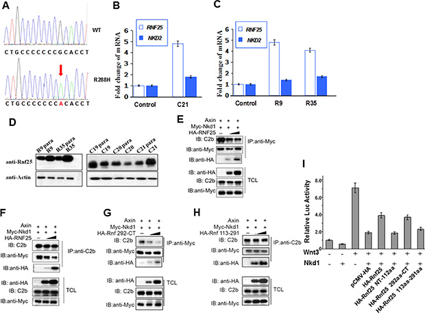 Rnf25 and Nkd1 maintain the balance of Wnt signaling in vivo.