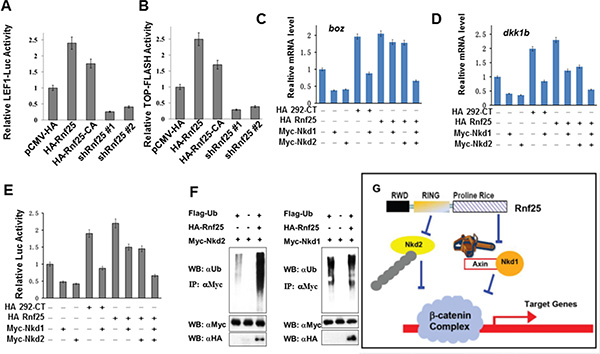 Rnf25 enhances Wnt signaling in an E3 ligase activity independent manner.