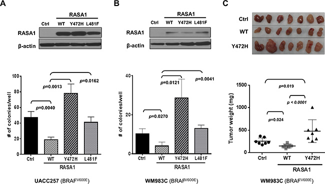 Expression of RASA1 wild type (WT), but not Y472H and L481F mutants, suppresses anchorage-independent growth in vitro and tumor growth in vivo.
