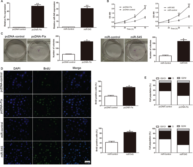 LncRNA Ftx or miR-545 promotes cell viability, colony formation, proliferation and cell-cycle progression in SMMC-7721 cells.