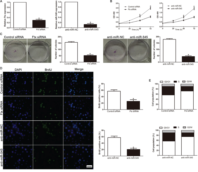 Inhibition of lncRNA Ftx or miR-545 reduces cell viability, colony formation, proliferation and cell-cycle progression in Hep3B cells.