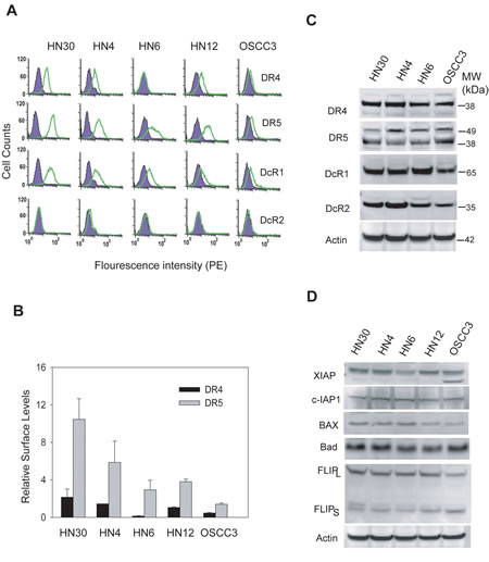 Differential expressions of TRAIL receptors on cell surface.