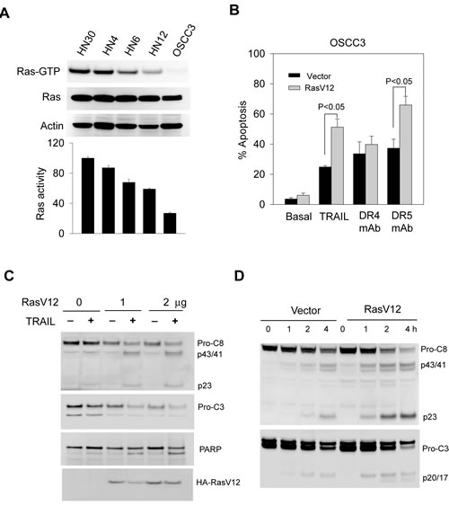 TRAIL sensitivity is associated with Ras activity in the target cells.