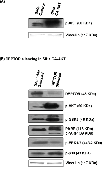 CA-AKT overexpression failed to overcome apoptosis induced by DEPTOR silencing.