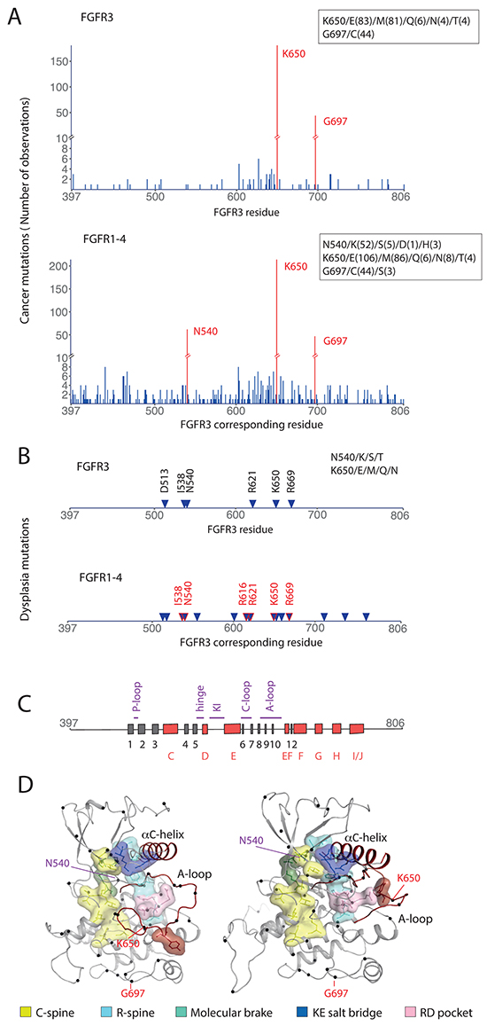Point mutations in the intracellular region of FGFR.