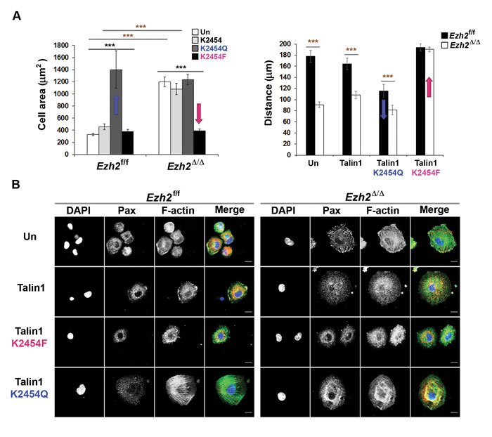 Tri-methyl lysine mimicking talin1 mutant promotes FA turnover and rescues excessive cell spreading and defective migration phenotypes of Ezh2-deficient DCs.