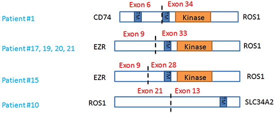 Characterization of ROS1 rearrangements.