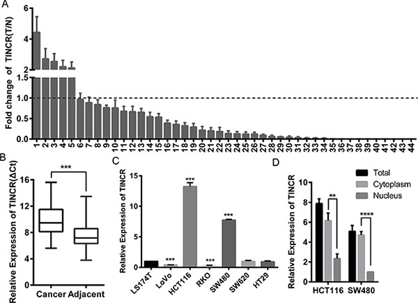 Downregulation of LncRNA-TINCR correlated with CRC progression.