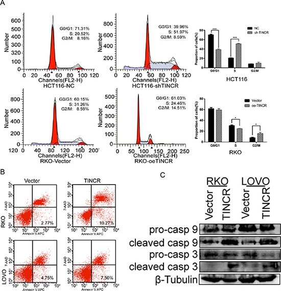 TINCR induces cell cycle arrest and apoptosis.