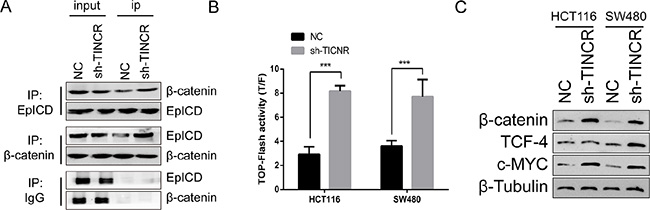 Downregulation of TINCR activates WNT/&#x03B2;-catenin pathway in CRC.