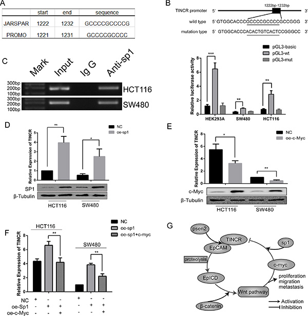 C-myc repress the expression of TINCR through inhibiting transcriptive activity of sp1.