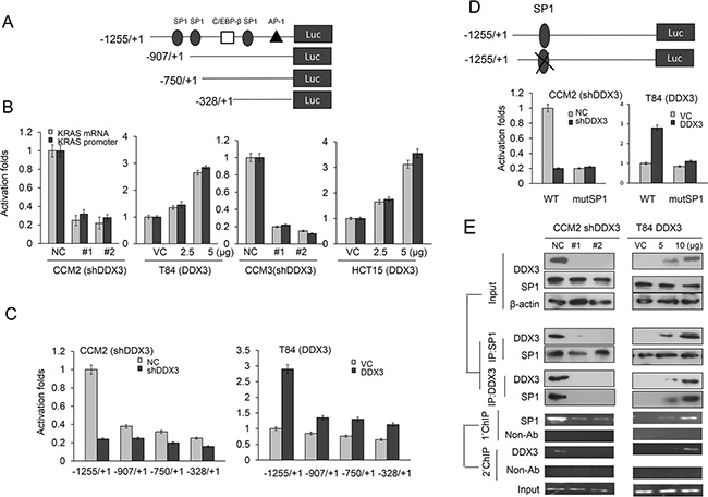 DDX3 enhances KRAS transcription via increased SP1 binding to the KRAS promoter.