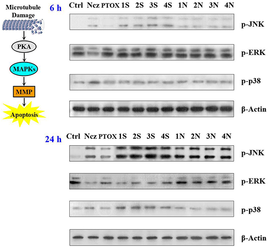Effect of nocodazole, podophyllotoxin, and S series and N series compounds on the levels of the MAPKs, JNK; ERK; p38 and their phosphorylated forms using Western blot analysis after 6 and 24 h treatments.