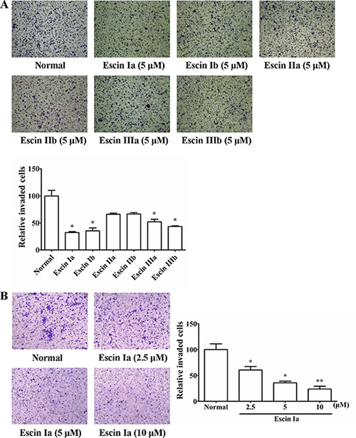 Effect of escin Ia-IIIb on MDA-MB-231 cells invasion.