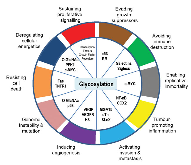 Glycosylation is an enabling characteristic that is causally associated with the acquisition of all the cancer hallmark capabilities.