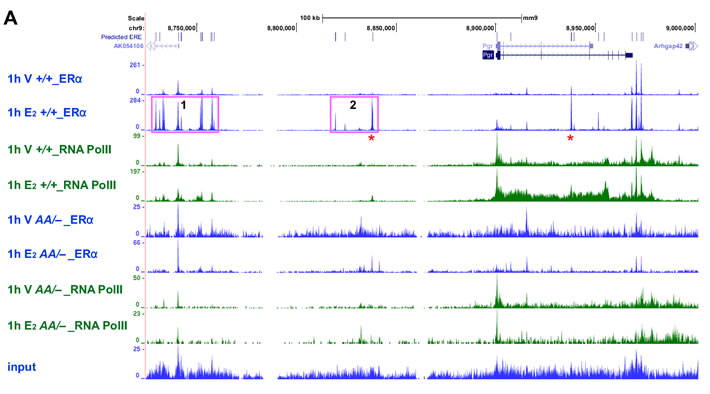 ER&#x3b1; binding to EREs correlates with RNA polII recruitment to the