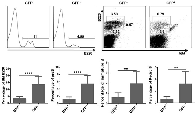Total B cells and B cell subsets were reduced in BM of miR-128-2 overexpressed chimera mice.