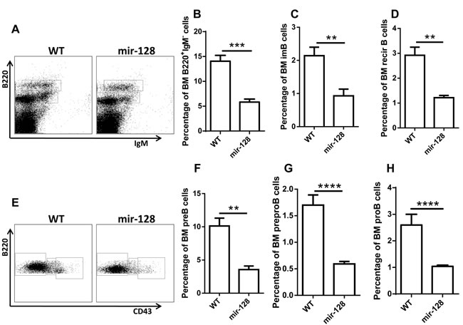 MiR-128-2-overexpressed TG mice have reduced total B cells and B cell subsets, including preproB, proB, preB, immature B, and recirculating B cells.
