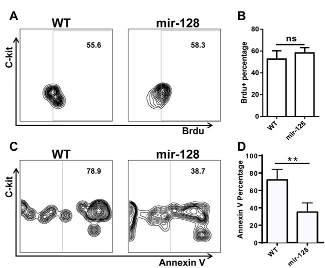 Annexin V staining and BrdU incorporation assay revealed that overexpressing miR-128-2 inhibited the apoptosis of CLP, but did not affect the proliferation of CLP.