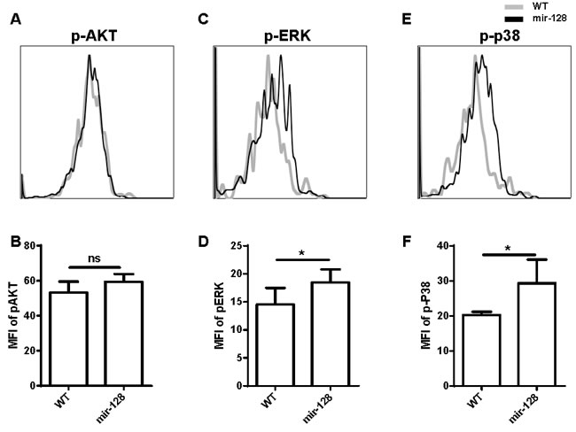 Phosphorylation of ERK and p38 MAPK was enhanced in miR-128-2-overexpressed CLP compared with those in WT CLP.