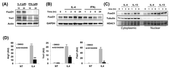 FoxO1 is increased in alternately activated alveolar macrophages.