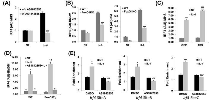 IRF4 expression regulated by FoxO1 in IL-4 stimulated macrophages.