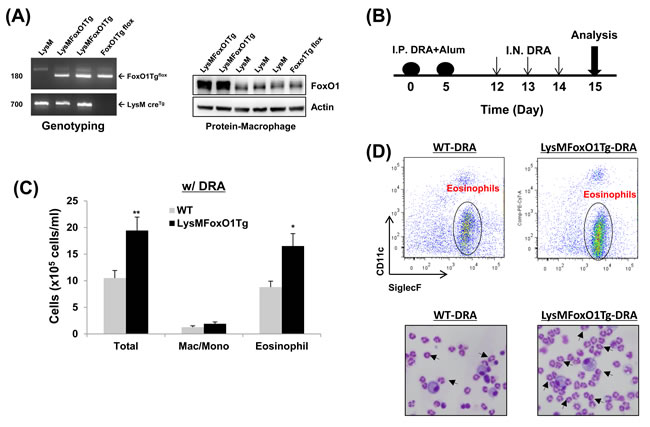 Mice with macrophage specific-overexpression of FoxO1 have enhanced DRA-induced asthmatic response.