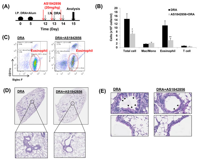 A selective FoxO1 inhibitor, AS1842856, attenuates eosinophilic lung inflammation in sensitized WT mice that is challenged with the DRA allergens.