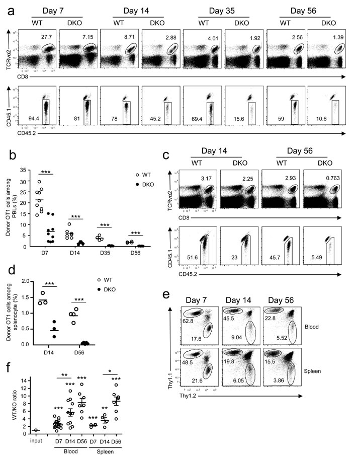 Deficiency of both DGK&#x3b1; and &#x3b6; impaired CD8 T cell responses.