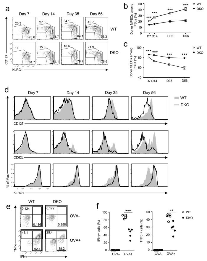 Effects of DGK&#x3b1;&#x3b6; deficiency on CD8 effector/memory lineage differentiation and function.