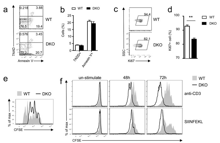 Differential effects of DGK&#x3b1;&#x3b6; deficiency on OT1 T cell expansion