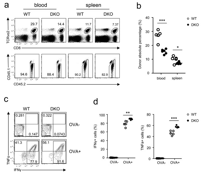 Effects of DGK&#x3b1; and &#x3b6; double deficiency on memory CD8 T cell responses.