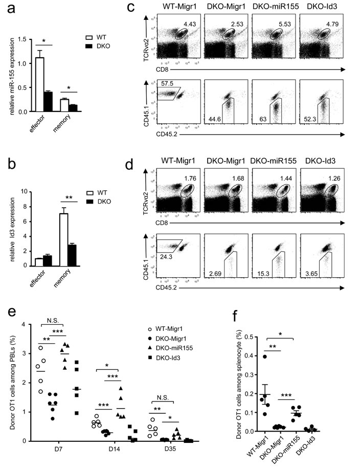 Overexpression of miR-155 restored DKO CD8 T cell responses.