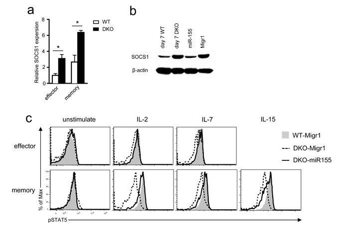 Impaired &#x3b3;-chain cytokine signaling in DKO CD8 T cells.